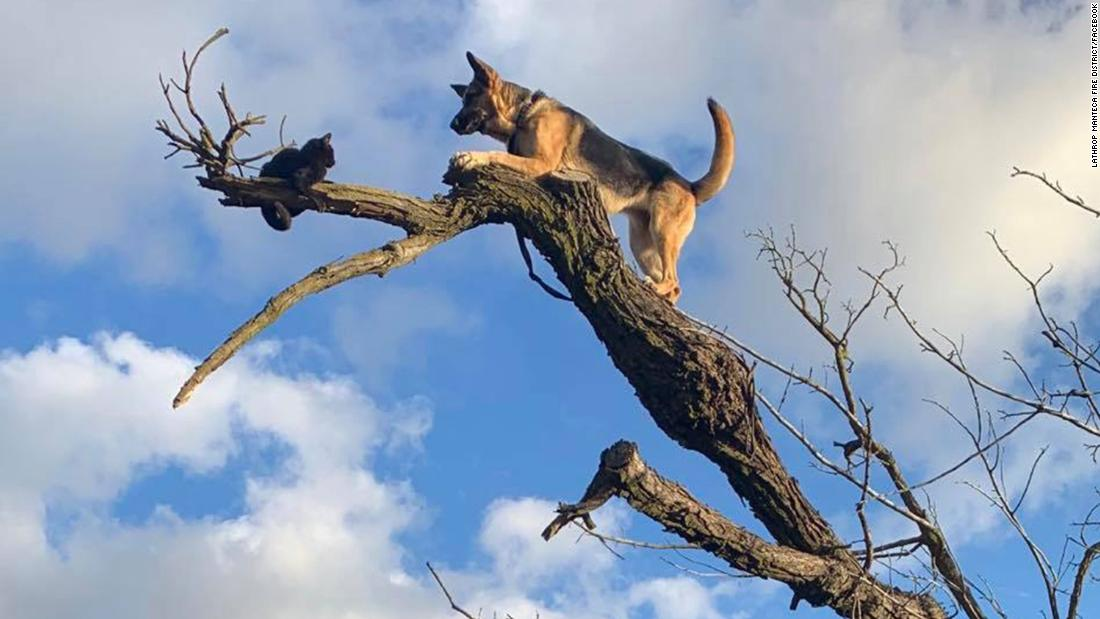 Dog and cat in tree 2 Blank Meme Template