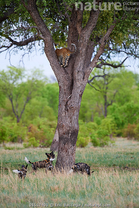 High Quality Wild dogs chase leopard up a tree Blank Meme Template