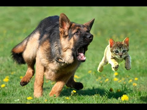 Kitten chased by dog German Shepherd Blank Meme Template