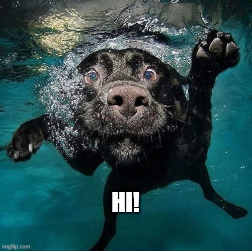 Water Doggo Says Hi! | HI! | image tagged in swimming,dog,hello | made w/ Imgflip meme maker