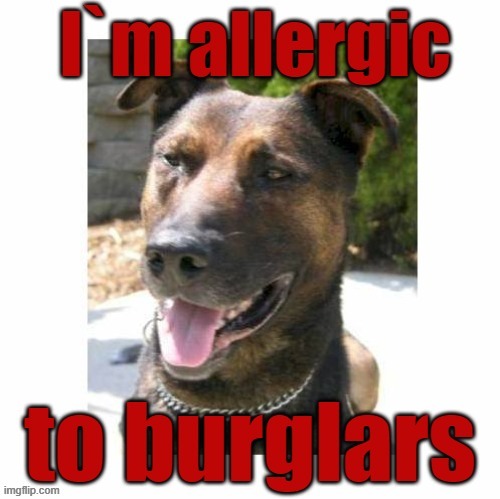 I`m allergic ! | image tagged in burglar | made w/ Imgflip meme maker