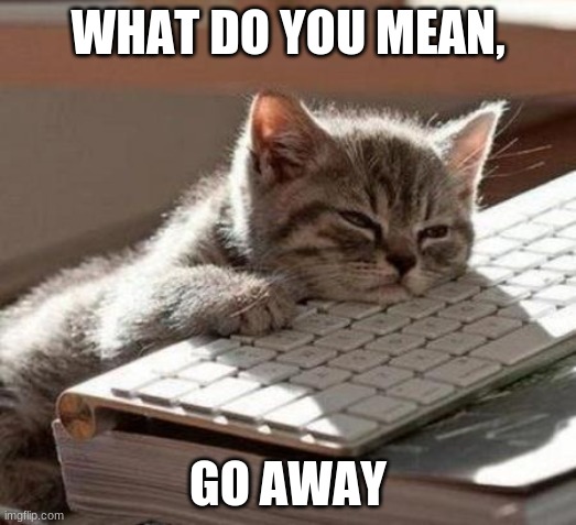 tired cat | WHAT DO YOU MEAN, GO AWAY | image tagged in tired cat | made w/ Imgflip meme maker