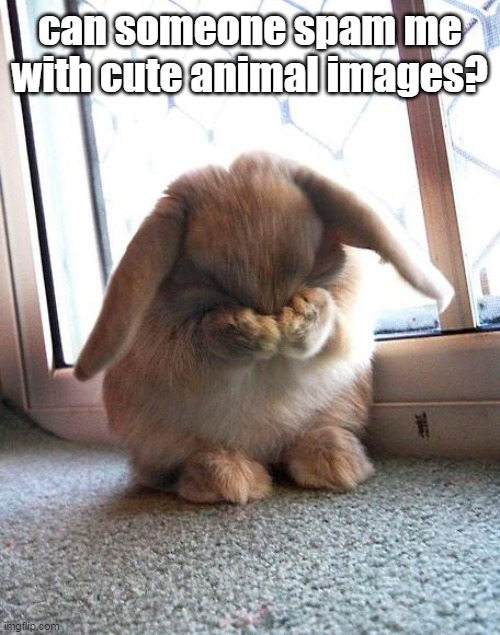 please | can someone spam me with cute animal images? | image tagged in embarrassed bunny | made w/ Imgflip meme maker