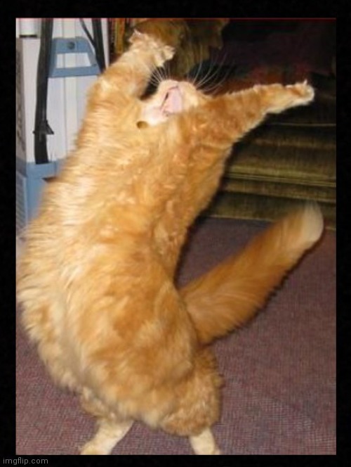 Hallueigh Cat | image tagged in hallueigh cat template | made w/ Imgflip meme maker