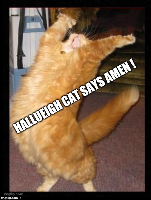 Hallueigh Cat Says... |  HALLUEIGH CAT SAYS AMEN ! | image tagged in cats,hallueigh cat,hallueigh,amen,funny,funny cat memes | made w/ Imgflip meme maker