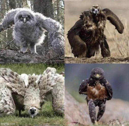 running birds be like | made w/ Imgflip meme maker