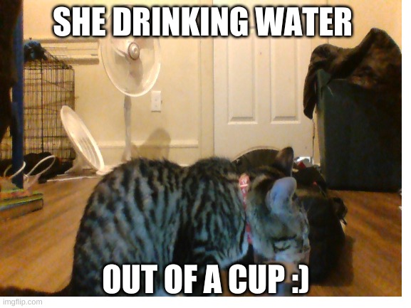 cat | SHE DRINKING WATER; OUT OF A CUP :) | image tagged in blank white template | made w/ Imgflip meme maker