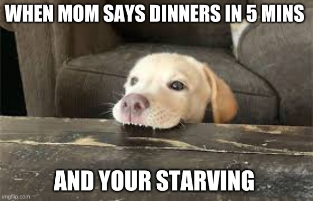Im handgree | WHEN MOM SAYS DINNERS IN 5 MINS; AND YOUR STARVING | image tagged in dog chews table | made w/ Imgflip meme maker