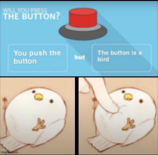 so cute | image tagged in will you press the button,birds | made w/ Imgflip meme maker