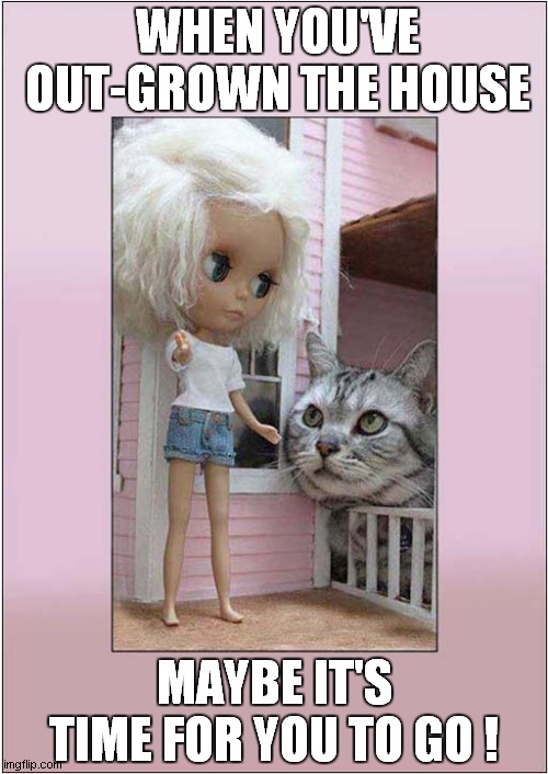 A Massive Cat ? | WHEN YOU'VE OUT-GROWN THE HOUSE; MAYBE IT'S TIME FOR YOU TO GO ! | image tagged in cats,dolls house,moving on | made w/ Imgflip meme maker