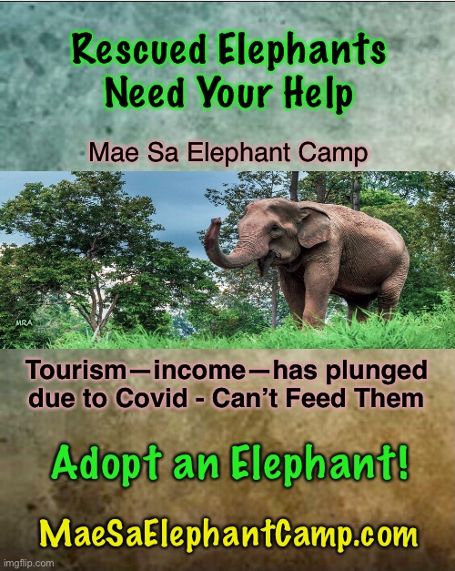 Please Help Feed Them | Rescued Elephants Need Your Help; Mae Sa Elephant Camp; MRA; Tourism—income—has plunged
due to Covid - Can’t Feed Them; Adopt an Elephant! MaeSaElephantCamp.com | image tagged in hungry elephants,innocent victims,suffering,your donation goes a long way,give a little bit,or give more | made w/ Imgflip meme maker