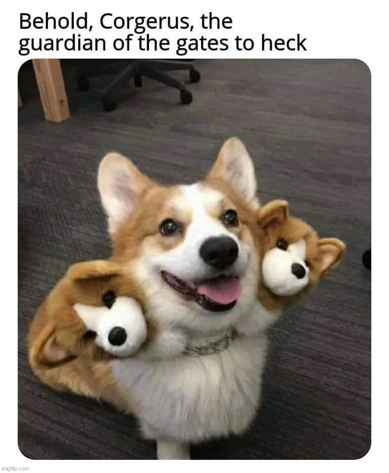 So cute! | image tagged in repost,dogs | made w/ Imgflip meme maker