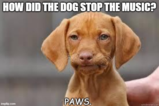 Daily Bad Dad Joke June 19/20th | HOW DID THE DOG STOP THE MUSIC? PAWS. | image tagged in disappointed dog | made w/ Imgflip meme maker