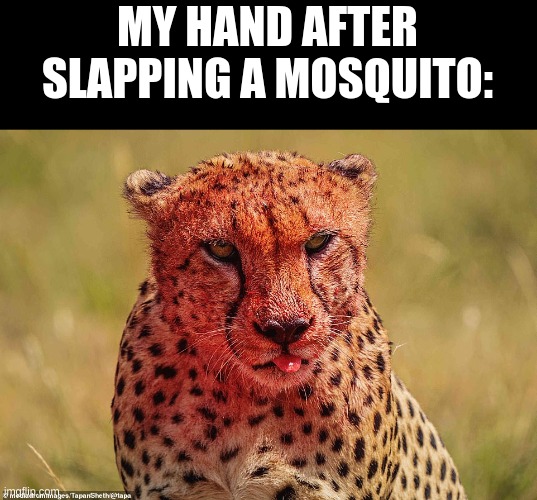 Day #2 of Making terrible memes | MY HAND AFTER SLAPPING A MOSQUITO: | image tagged in funny cats | made w/ Imgflip meme maker