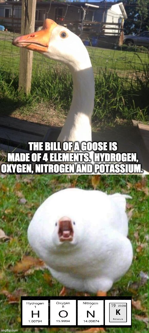 Goose | THE BILL OF A GOOSE IS MADE OF 4 ELEMENTS.  HYDROGEN, OXYGEN, NITROGEN AND POTASSIUM. | image tagged in what if i told you goose,yelling goose,bad pun | made w/ Imgflip meme maker