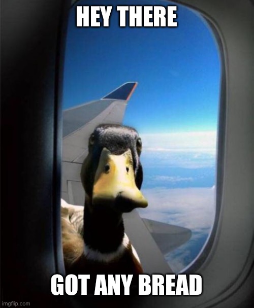 Duck on plane wing | HEY THERE; GOT ANY BREAD | image tagged in duck on plane wing | made w/ Imgflip meme maker