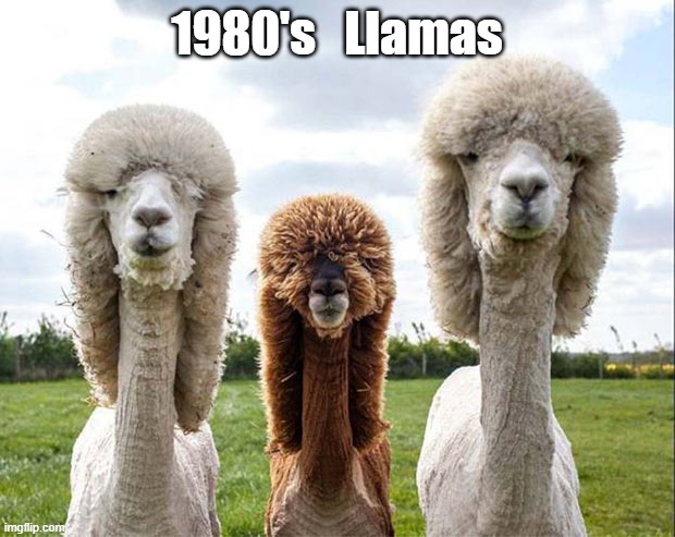 1980's Llamas | 1980's   Llamas | image tagged in funny | made w/ Imgflip meme maker