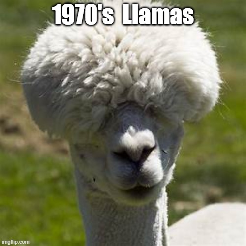 1970's Llamas | 1970's  Llamas | image tagged in funny | made w/ Imgflip meme maker