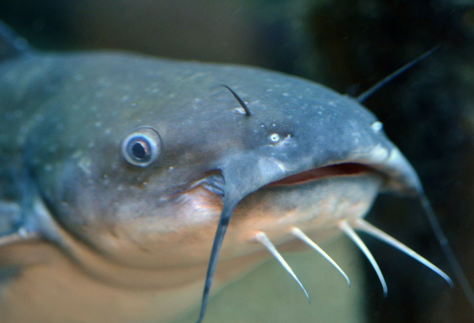 High Quality Catfish face Blank Meme Template