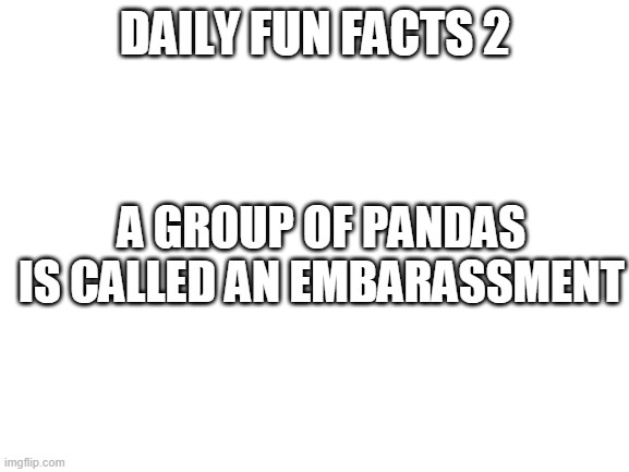 Blank White Template | DAILY FUN FACTS 2; A GROUP OF PANDAS IS CALLED AN EMBARASSMENT | image tagged in blank white template | made w/ Imgflip meme maker