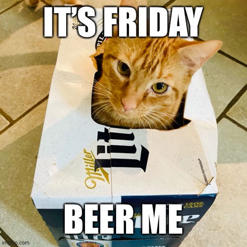 It’s Beer Friday | IT’S FRIDAY; BEER ME | image tagged in cats,beer,friday | made w/ Imgflip meme maker