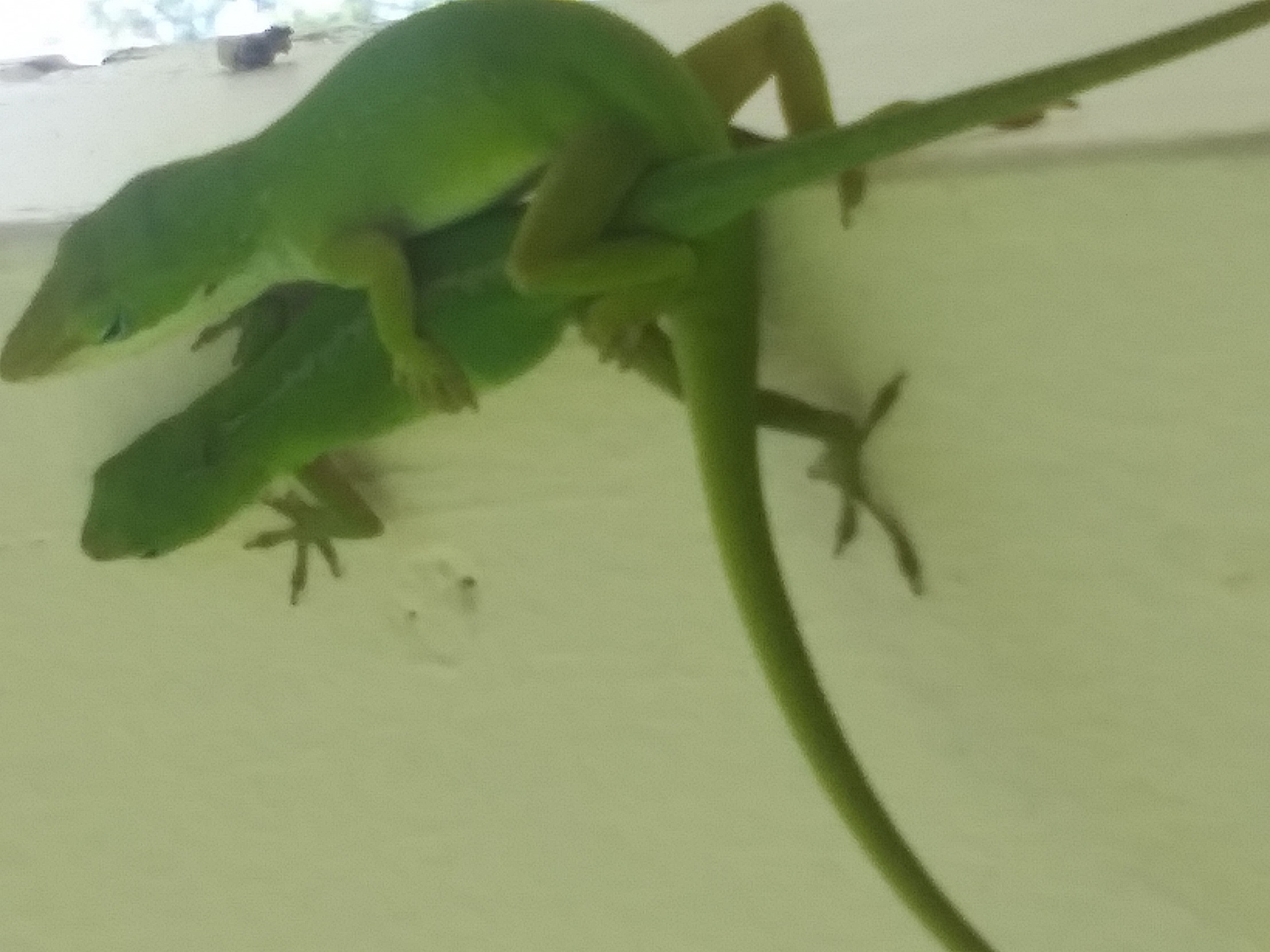 Lizards making lizards Blank Meme Template