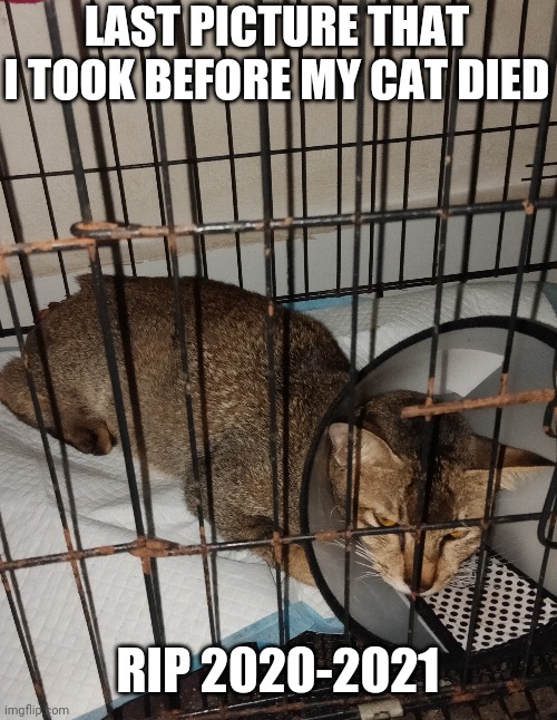godamn i didn't get sleep | LAST PICTURE THAT I TOOK BEFORE MY CAT DIED; RIP 2020-2021 | made w/ Imgflip meme maker