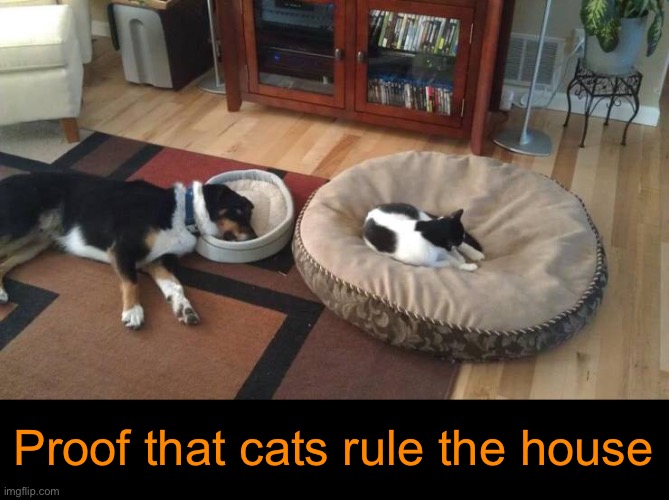 Dis Beez Ma Bed, Doggo! | Proof that cats rule the house | image tagged in funny cat memes | made w/ Imgflip meme maker
