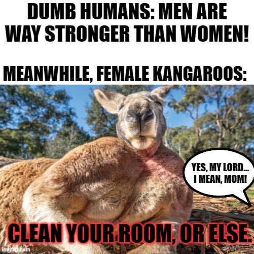 Yes, That's a FEMALE kangaroo xD, I guess if kangaroos were trans, No one would notice! xD | DUMB HUMANS: MEN ARE WAY STRONGER THAN WOMEN! MEANWHILE, FEMALE KANGAROOS:; YES, MY LORD... I MEAN, MOM! CLEAN YOUR ROOM, OR ELSE. | image tagged in lgbt,kangaroo,buff,jacked,mom,funny memes | made w/ Imgflip meme maker