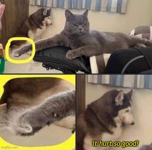 Cat Scratch Fever | It hurt so good! | image tagged in funny memes,funny cat | made w/ Imgflip meme maker