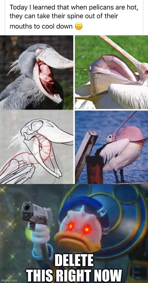 Just Some Totally Normal Images Of Pelicans, Nothing Wrong Here. |  DELETE THIS RIGHT NOW | image tagged in pelican,donald duck,tihi,idk,oh wow are you actually reading these tags | made w/ Imgflip meme maker