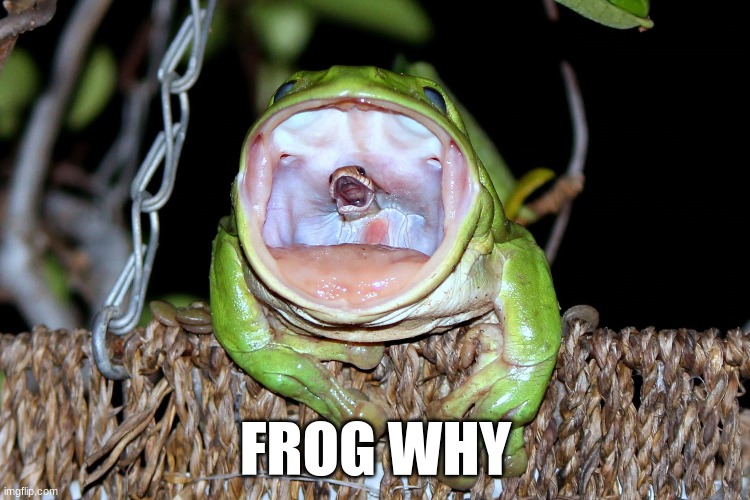 why kill the snake frog?!?!? | FROG WHY | image tagged in frog | made w/ Imgflip meme maker