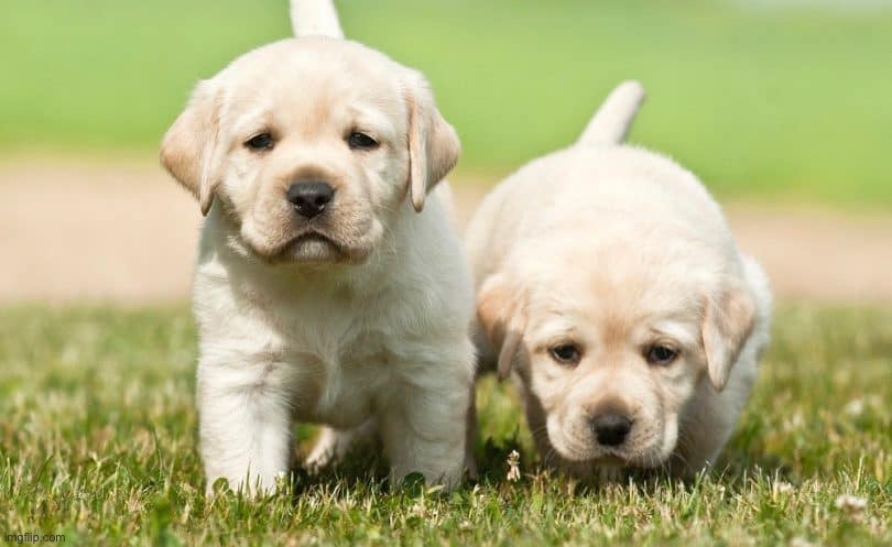 Lab Puppies | image tagged in dogs | made w/ Imgflip meme maker