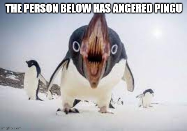 You have angered pingu | THE PERSON BELOW HAS ANGERED PINGU | image tagged in you have angered pingu | made w/ Imgflip meme maker