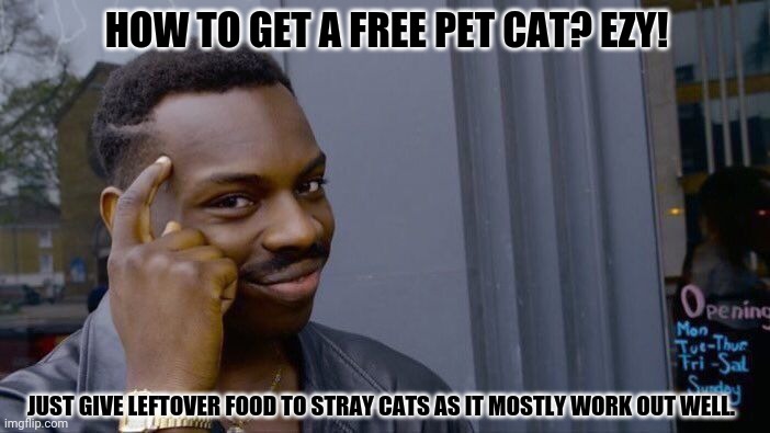 Roll Safe Think About It | HOW TO GET A FREE PET CAT? EZY! JUST GIVE LEFTOVER FOOD TO STRAY CATS AS IT MOSTLY WORK OUT WELL. | image tagged in memes,roll safe think about it,trick | made w/ Imgflip meme maker