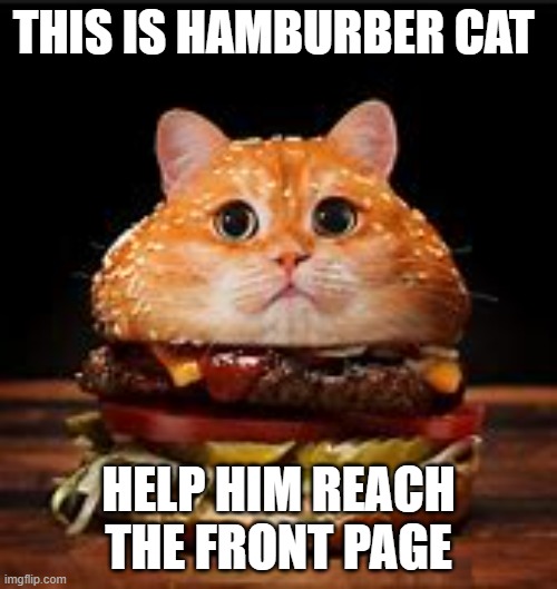?Hamburber cat? | THIS IS HAMBURBER CAT; HELP HIM REACH THE FRONT PAGE | image tagged in cats,cat,hamburger,hamburber cat | made w/ Imgflip meme maker