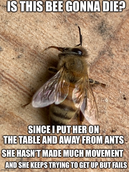 IS THIS BEE GONNA DIE? SINCE I PUT HER ON THE TABLE AND AWAY FROM ANTS; SHE HASN’T MADE MUCH MOVEMENT; AND SHE KEEPS TRYING TO GET UP BUT FAILS | made w/ Imgflip meme maker