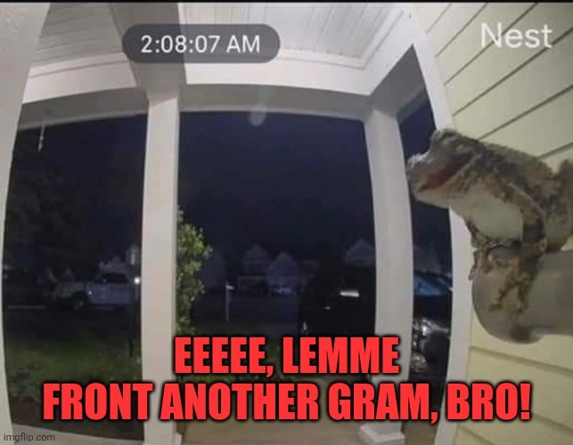 Frog 2am | EEEEE, LEMME FRONT ANOTHER GRAM, BRO! | image tagged in frog,let me in,drugs,stoned,10guy | made w/ Imgflip meme maker