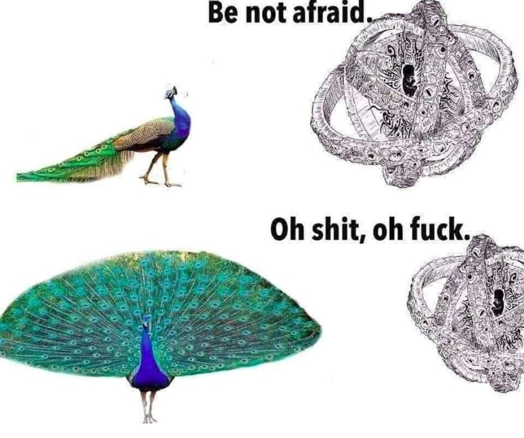 High Quality Peacock vs Angel Blank Meme Template