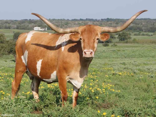 Longhorn cattle | image tagged in longhorn cattle | made w/ Imgflip meme maker