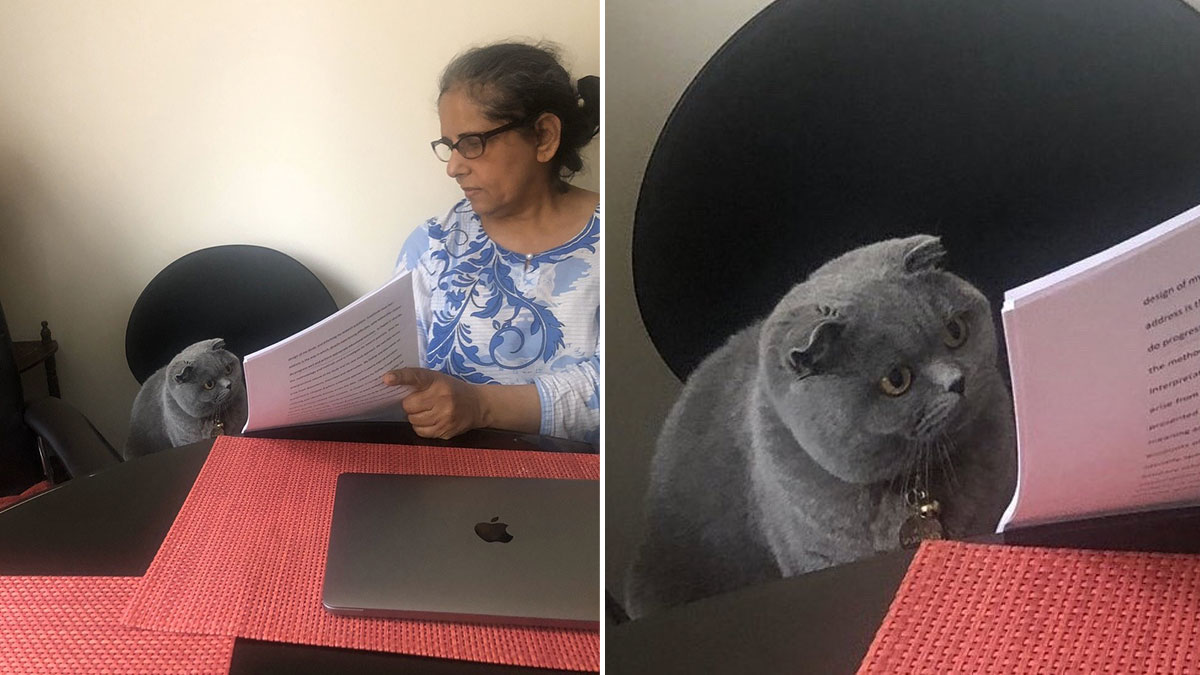 High Quality Grey Cat reading Blank Meme Template