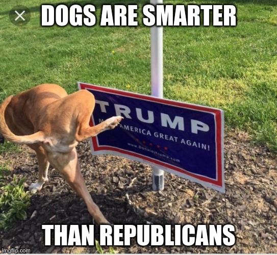 Good Dog | DOGS ARE SMARTER; THAN REPUBLICANS | image tagged in smarter than republicans,piss on trump,gop,gqp | made w/ Imgflip meme maker