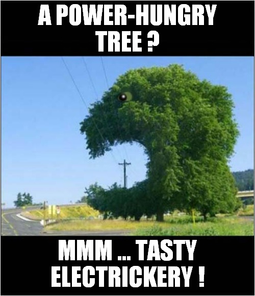 A Trees' Shocking Behaviour ? |  A POWER-HUNGRY TREE ? MMM ... TASTY ELECTRICKERY ! | image tagged in fun,tree,electricity | made w/ Imgflip meme maker