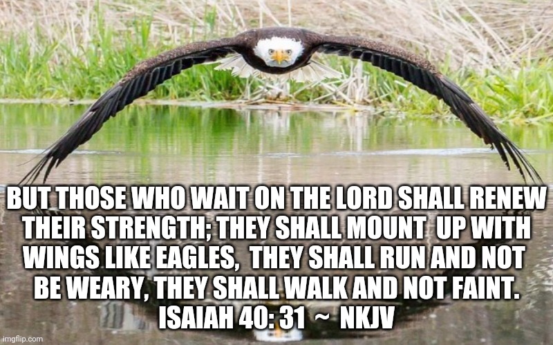 Renew Your Strength | BUT THOSE WHO WAIT ON THE LORD SHALL RENEW
 THEIR STRENGTH; THEY SHALL MOUNT  UP WITH 
WINGS LIKE EAGLES,  THEY SHALL RUN AND NOT 
BE WEARY, THEY SHALL WALK AND NOT FAINT.
ISAIAH 40: 31  ~  NKJV | image tagged in renew your strength,wings like eagles,bible verses,strength in god,christian memes,isaiah 40 31 | made w/ Imgflip meme maker