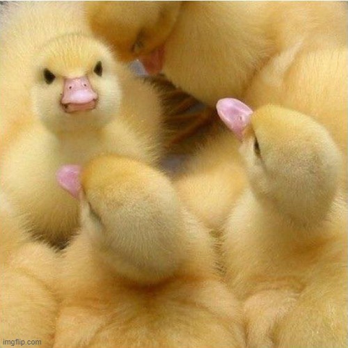 EEEEEEEEEEEEEEEEEEEEE IS SO CUTEEEEEEEEEEEEEE | made w/ Imgflip meme maker