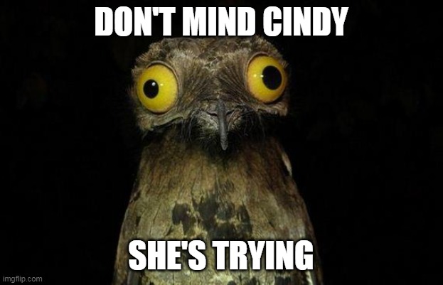 She's Trying | DON'T MIND CINDY; SHE'S TRYING | image tagged in memes,weird stuff i do potoo | made w/ Imgflip meme maker