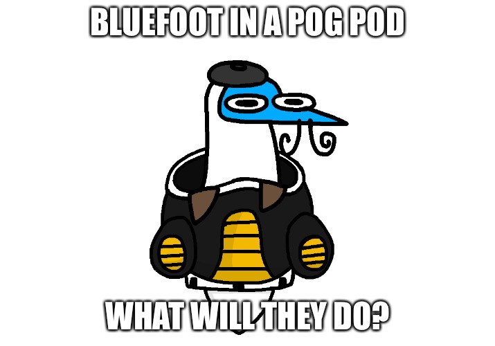 Blooby Pod | BLUEFOOT IN A POG POD; WHAT WILL THEY DO? | image tagged in blooby pod | made w/ Imgflip meme maker