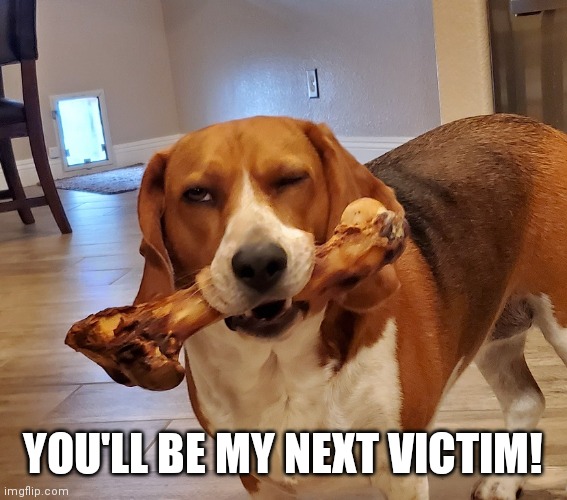 Dog Bone | YOU'LL BE MY NEXT VICTIM! | image tagged in dog bone | made w/ Imgflip meme maker