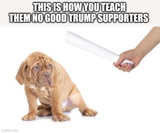 Bad dog | THIS IS HOW YOU TEACH THEM NO GOOD TRUMP SUPPORTERS | image tagged in bad dog | made w/ Imgflip meme maker