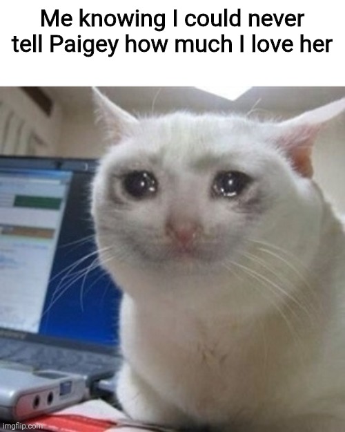 Crying cat | Me knowing I could never tell Paigey how much I love her | image tagged in crying cat | made w/ Imgflip meme maker